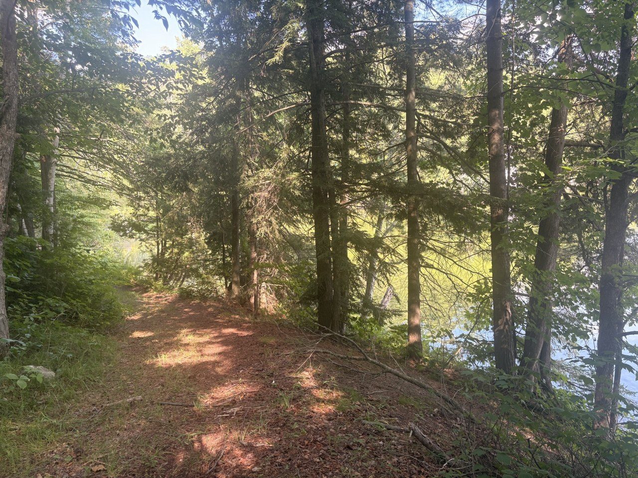 Sun-dappled trail through the pines