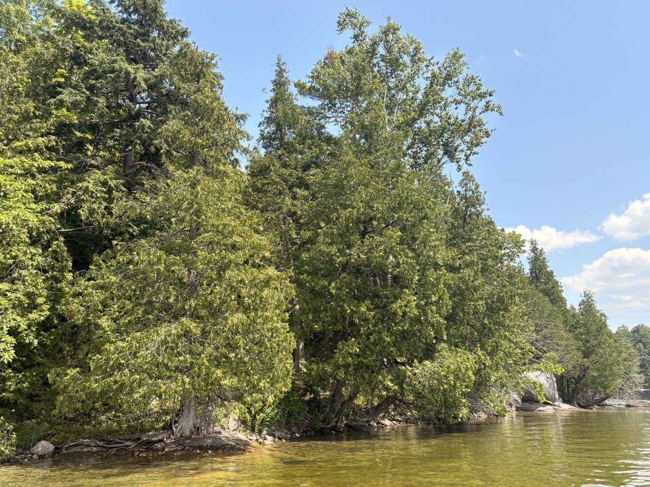 Rocky, treed shoreline in summer