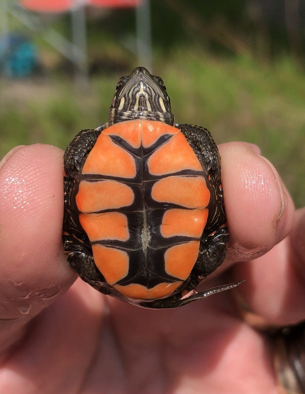 A turtle from the lake, resting on the warm granite shoreline