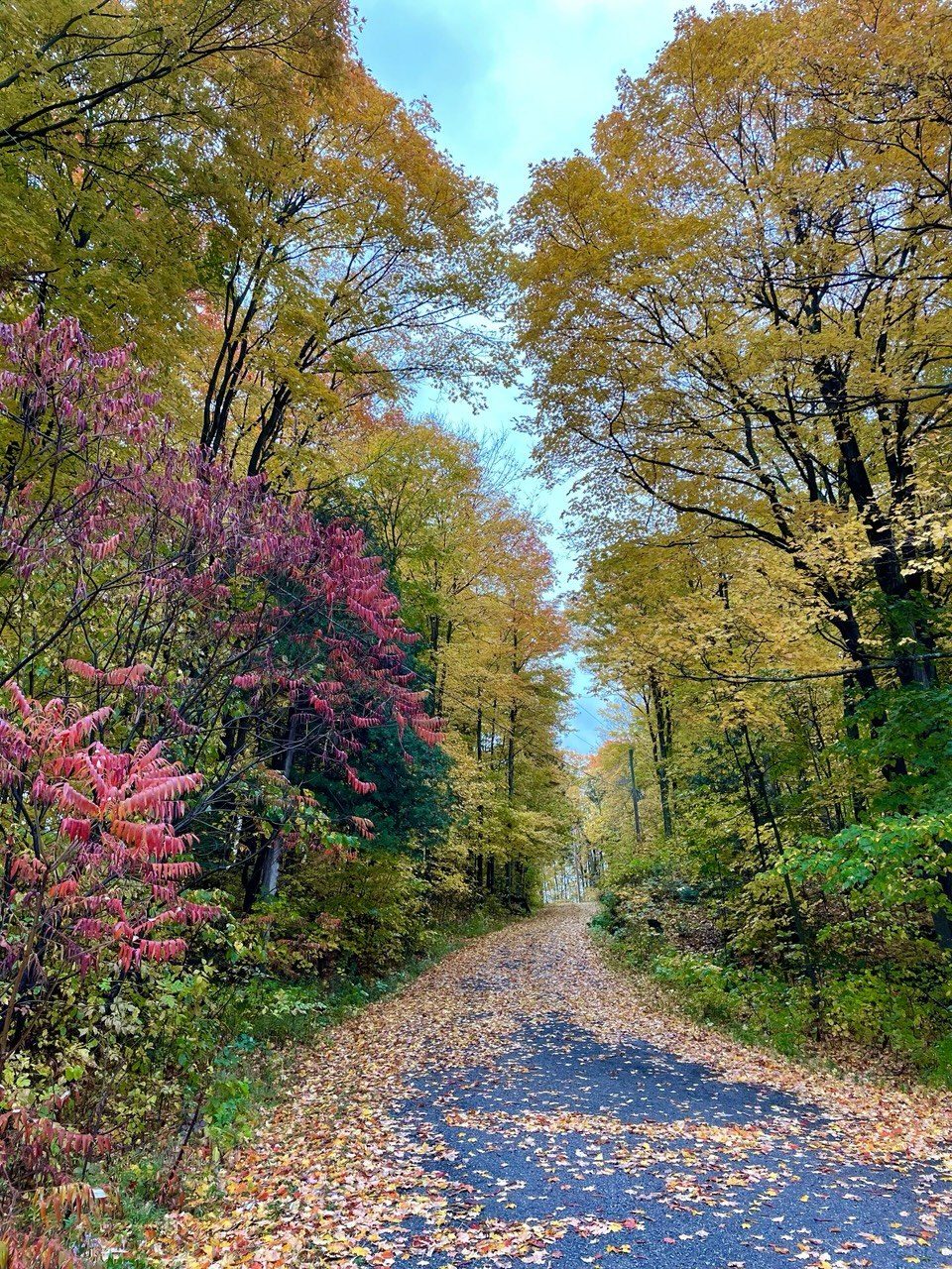 Woodland trail in autumn